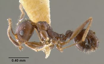 Media type: image;   Entomology 20664 Aspect: habitus lateral view